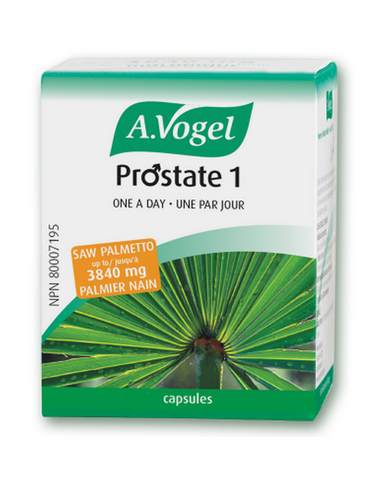 Organic Saw Palmetto fruit extract (Serenoa repens), equivalent to 2280 – 3840 mg of berries; and not less than 85% fatty acids. Prostate 1 prevents and relieves BPH symptoms. Herbal medicine to relieve urologic symptoms associated with mild to moderate benign prostatic hyperplasia (BHP) such as weak urine flow, incomplete voiding, frequent daytime and nighttime urination. May provide modest relief of symptoms of sexual dysfunction in men with Benign Prostatic Hyperplasia.